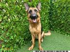 Adopt NALA a German Shepherd Dog