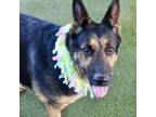 Adopt Shelby a German Shepherd Dog