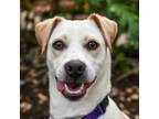 Adopt Layla a Mixed Breed