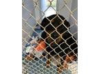 Adopt Thelma a Rottweiler, Mixed Breed