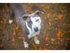 Adopt PEPPER a Mixed Breed