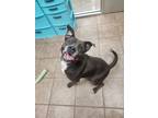 Adopt BELLA a Pit Bull Terrier, Mixed Breed