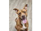 Adopt Lilo a Mixed Breed