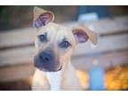 Adopt Sugarcube a Black Mouth Cur, Mixed Breed
