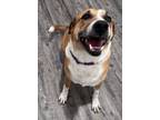 Adopt Carmella (Candy) a Black Mouth Cur, Labrador Retriever