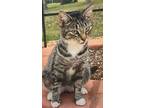 Adopt GNOCCI a Tabby, Domestic Short Hair