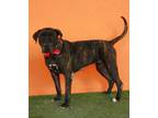 Adopt LUNA a Presa Canario