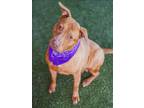Adopt KRISTY a Pit Bull Terrier, Mixed Breed