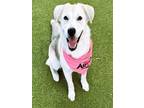 Adopt SPICE a Labrador Retriever, Siberian Husky