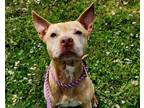 Adopt ATHENA a Mixed Breed