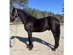 Registered Friesian Morgan