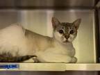 Adopt ABILENE a Snowshoe