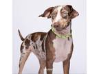 Adopt Maggie a Catahoula Leopard Dog