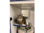 Adopt JADE a Domestic Short Hair