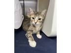 Adopt Molly a Domestic Short Hair