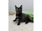 Adopt Chicha a Domestic Short Hair