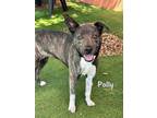 Adopt POLLY a Plott Hound, Mixed Breed