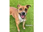 Adopt SHEEBA a Pit Bull Terrier, Mixed Breed