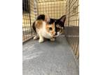 Adopt WILLOW a Domestic Short Hair