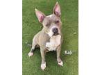 Adopt KALI a Pit Bull Terrier, Mixed Breed