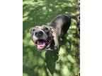 Adopt MOMO a Staffordshire Bull Terrier