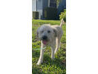 Adopt Ruby a Wheaten Terrier