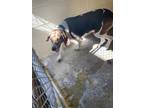 Adopt AGNESE a Treeing Walker Coonhound