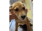 Adopt Puppy Maggie a Hound