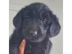 Adopt Violeta a Poodle, Labrador Retriever