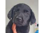 Adopt Azul a Poodle, Labrador Retriever