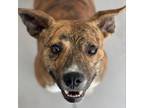 Adopt Patchouli a Mixed Breed