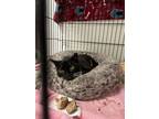 Adopt Magic a Domestic Short Hair