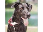 Adopt Piper a Great Dane