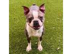 Adopt Penny 3775 a Boston Terrier