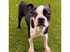 Adopt Lucy 6931 a Boston Terrier