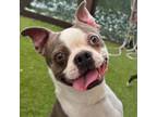 Adopt Faye 3361 a Boston Terrier