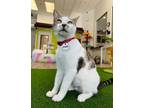 Adopt Noodle a Domestic Short Hair