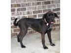 Adopt Sitar a Labrador Retriever, Catahoula Leopard Dog