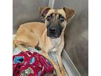 Adopt MADISON a Black Mouth Cur, Mixed Breed
