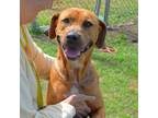 Adopt MONEY a Redbone Coonhound, Mixed Breed