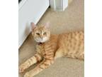 Adopt Harriot a Domestic Short Hair