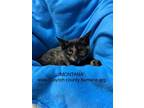 Adopt Montana a Calico