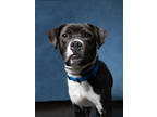 Adopt Dasani a Labrador Retriever, Mixed Breed