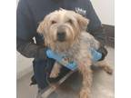 Adopt Xion a Yorkshire Terrier, Mixed Breed
