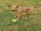 Adopt DAISY MAE a Black Mouth Cur, Beagle