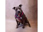 Adopt Pen 187 Harmony a Pit Bull Terrier