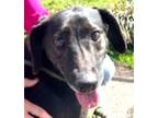 Adopt Hazelnut a Mountain Cur