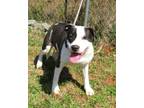 Adopt Cricket a Pit Bull Terrier