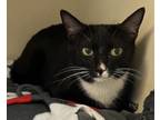 Adopt Opal a Domestic Short Hair