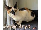 Adopt Lady Arya a Domestic Short Hair